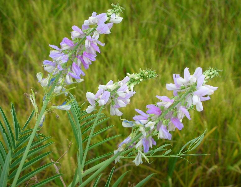 Galega officinalis / Capraggine